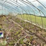 Large Innovative Agriculture Arches Tunnel Greenhouse Perfect for Year-Round