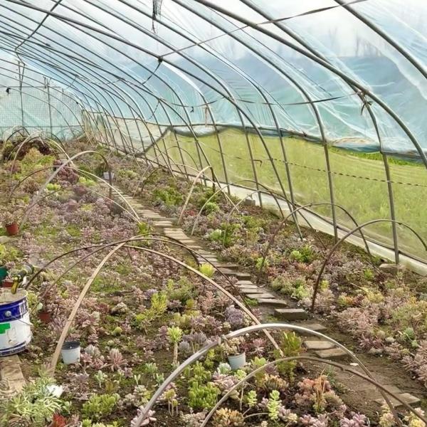 Large Innovative Agriculture Arches Tunnel Greenhouse Perfect for Year-Round