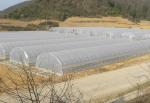 200 micron UV Protection PE Film Single Tunnel Greenhouse For Tomato and