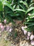 The Plantation Visit for Investment and Buying for Buyers and Traders