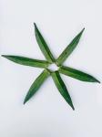 Fresh Okra Dried Fruits Vegetables More Flavor Nutrition Healthy Organic Snacks