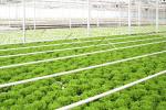 Outdoor Greenhouse 330W IP65 Greenhouse LED Grow Lights