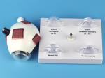 Human Eyeball Cataract Anatomy Medical Science Human Eye Anatomy Model
