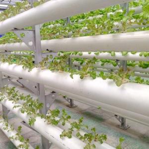 Wholesale 9.6m Film Greenhouse for Maximum Yield in Soilless Cultivation and Initial Payment from china suppliers