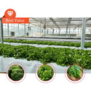 Wholesale High Intensity Multi-span Arch Plastic Film Greenhouse Hot Dip Galvanized Steel Pipe Agriculture Greenhouse from china suppliers