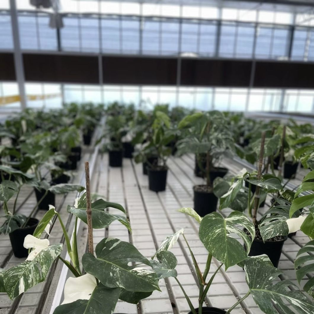 Hydroponic System for Glass Greenhouse Vegetables