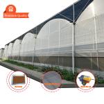 Agricultural Tunnel Greenhouse Plastic Film Multi-span Strawberry Greenhouse for