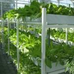 9.6m Film Greenhouse for Maximum Yield in Soilless Cultivation and Initial