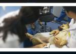 Cardiac Handheld Ultrasound Machine Wireless Ultrasound Probe Human Or Vet Usage