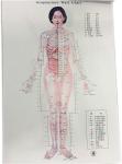 English Acupuncture Wall Chart 7PCS Per Set Human Acupuncture Chart