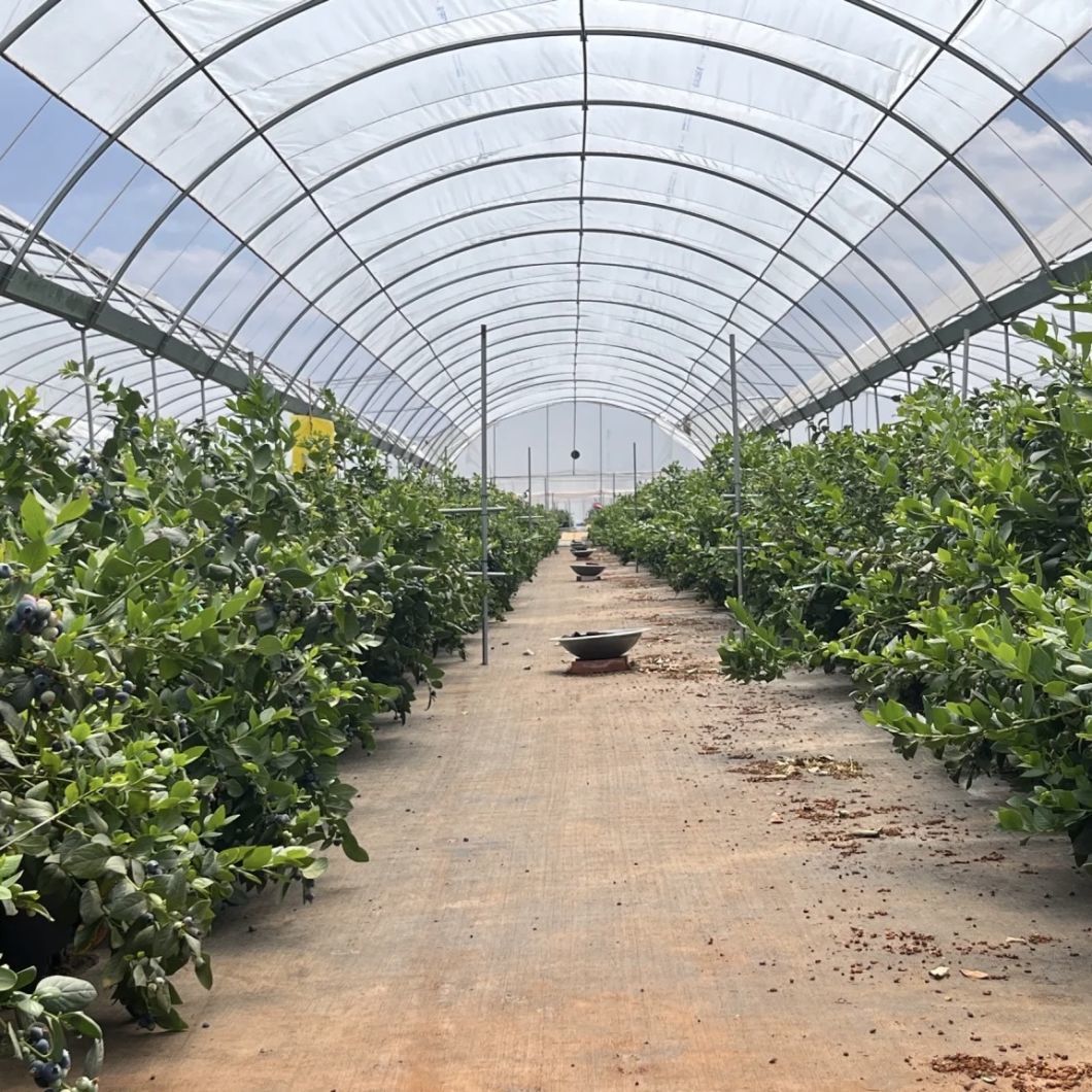 Water Pipe Tunnel Greenhouse for Agriculture and Vegetables