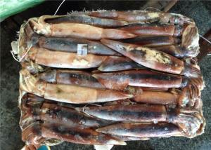 Wholesale BQF 200G 300G Good Color Whole Round Fresh Frozen Squid from china suppliers