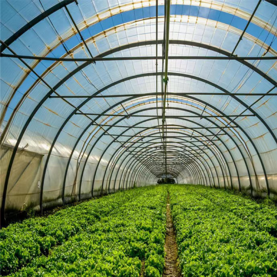 Tunnel Film Greenhouse with Single Layer Film