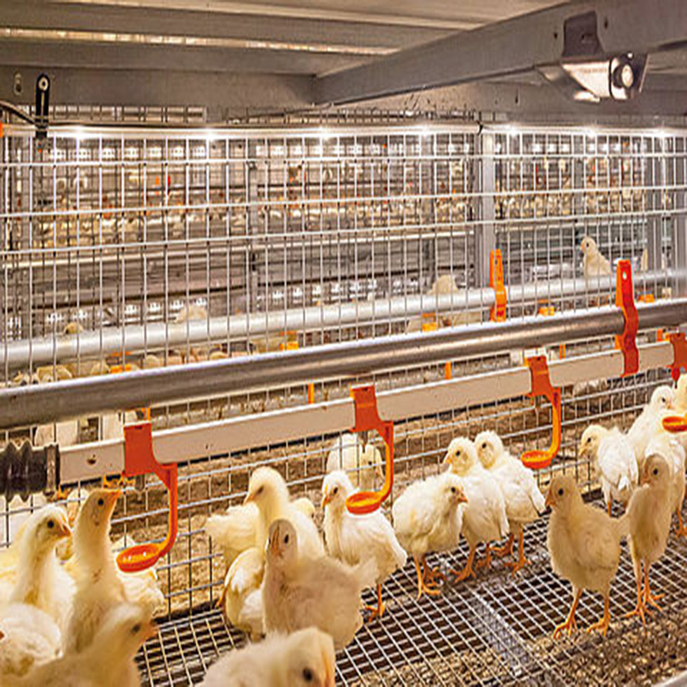 Fully Automated Modular Steel Structure Poultry House Fireproof Prefab Farm Buildings