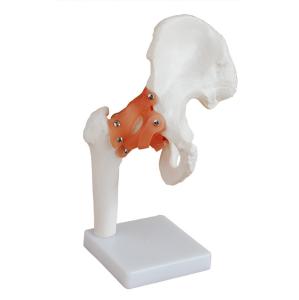 Wholesale Professional Hip Joint Anatomical Skeleton Model Full Size VIC-110 from china suppliers
