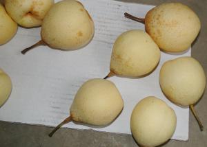 China Farm Chinese Ya Pears on sale