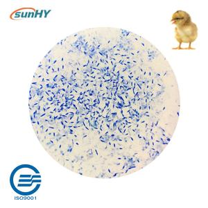 Wholesale Blend Powder 200g/MT Probiotics For Animal Breeding Bird from china suppliers