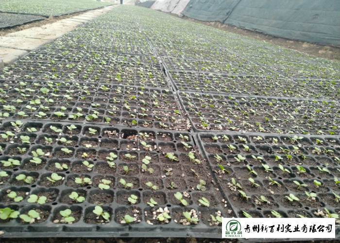 Clean Healthy Raw Green Cabbage , Small Round Cabbage No Pollution