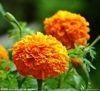 Marigold P.E , Lutein 10% 20% 80% natural colorant , antioxidant, Chinese