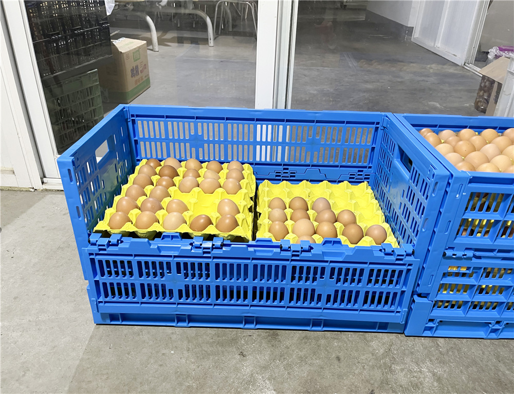 PE/PP Material Mesh Style Collapsible EGG Container Perfect for Storage and Shipping