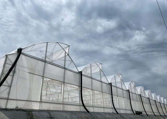 3m-6m Tropical Sawtooth Greenhouse Gutter Connected Steel Framework For Hydroponic Roses