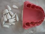 OEM 2 Times Dental Materials Plastic Human Anatomy Model