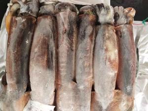 Wholesale Whole Round BQF 400g 600g Good color Argentina Frozen Illex Squid from china suppliers