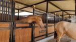 Black Powder Coated Bamboo Pine Q235 Horse Stall Fronts