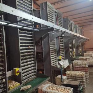 Wholesale 17000 Eggs /H Poultry Egg Collection System For Layer Cage CE SGS from china suppliers