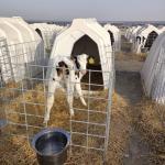 LLDPE Plastic Cattle House Hot Dip Galvanized Steel Livestock Equipment