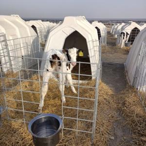 Wholesale LLDPE Plastic Cattle House Hot Dip Galvanized Steel Livestock Equipment from china suppliers