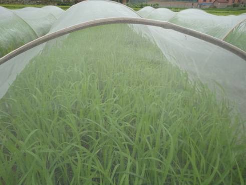 Plain Weaving Insect Mesh Netting 0.6 * 0.6mm Odorless White For Small Shed