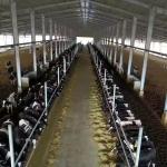 Steel Structure Cow House Design Cow Farm House Farm Shed Steel Structure