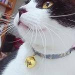 Small Size Nylon Cute Kitten Collars , Adjustable Breakaway Puppy Collars Neck