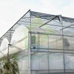 Farm Multi-span Tunnel Greenhouse Plastic Film For Agriculture