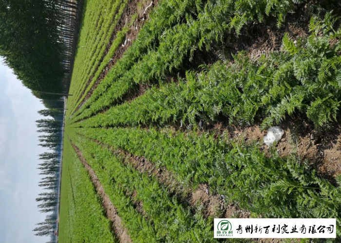 HACCP / GAP Standard Fresh Organic Carrots Own Plantation Supply To Supermarket