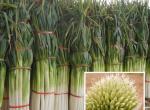 High yield cold and disease resistant super green chinese onion seeds