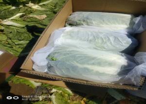 Wholesale Good Taste Organic White Cabbage No Pesticide Residue GAP Approved from china suppliers