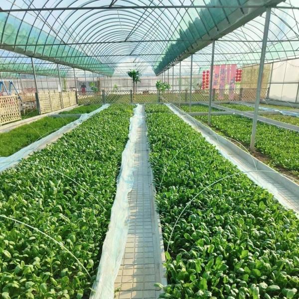 Vegetable Production Po Film Greenhouse with Shading System and 30 Days Return