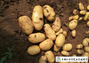 Wholesale Delicious Fresh Potato Can Used As A Vegetable Or As A Staple Food from china suppliers