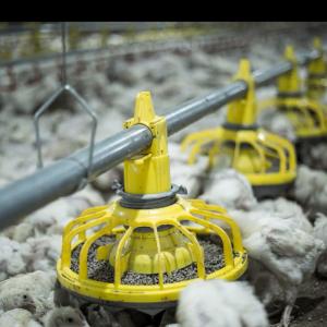 Wholesale 300g Pan Capacity Chicken Farm Equipment 380V 220V Broiler Raising from china suppliers