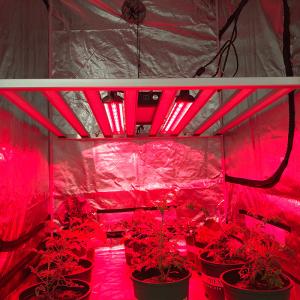 Wholesale IR 730nm 660nm Red Light 2.5ft UV IR Grow Light For Fruiting Flowering from china suppliers