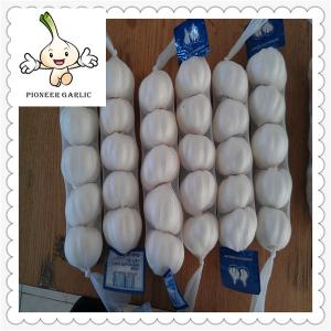 Wholesale Vegetabless Product Type and Fresh Style white garlic 2016 crop purple garlic 5.5cm from china suppliers