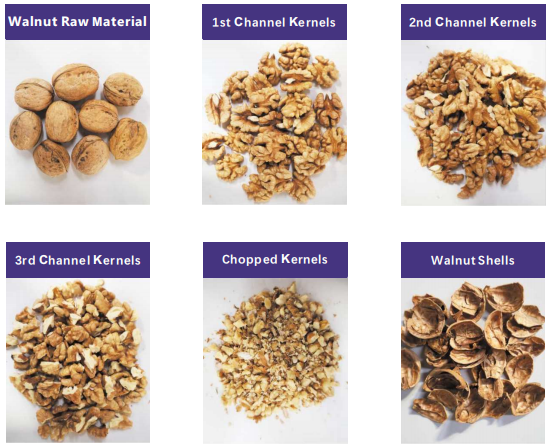 Electric Drive Walnuts Sorting And Shelling Machine 380V 6 Channels