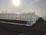 Film Cover 50x8m Single Span Type Agricultural Tunnel Greenhouse with 3.5-5M