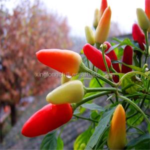 Wholesale Room Temperature Red Jinta Chilli Pepper Superior Quality Guaranteed from china suppliers