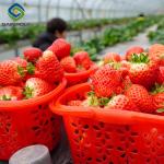 Single Span Commercial Greenhouse Kits Plastic Film Tunnel Greenhouse Stable