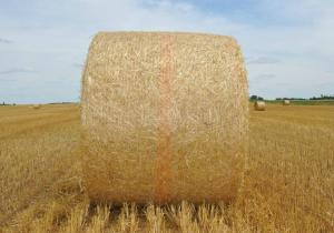 Wholesale White Hdpe Bale Net Wrap With UV Protection , 6gsm - 12gsm Weight from china suppliers