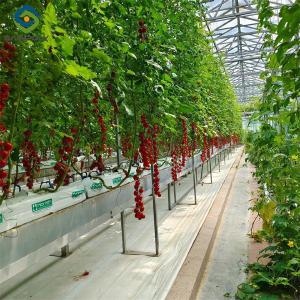 Wholesale Greenhouse Hydroponics Gutter System With Grow Bags For Growing Tomato from china suppliers