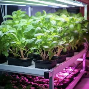 Wholesale Hydroponic Cultivation Greenhouse for Leafy Vegetables Cultivation Method Hydroponics from china suppliers